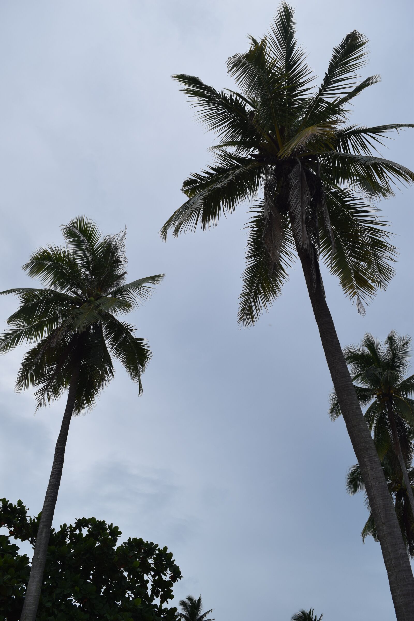 Nikon D5300 sample photo. Coconut, palm, sky photography