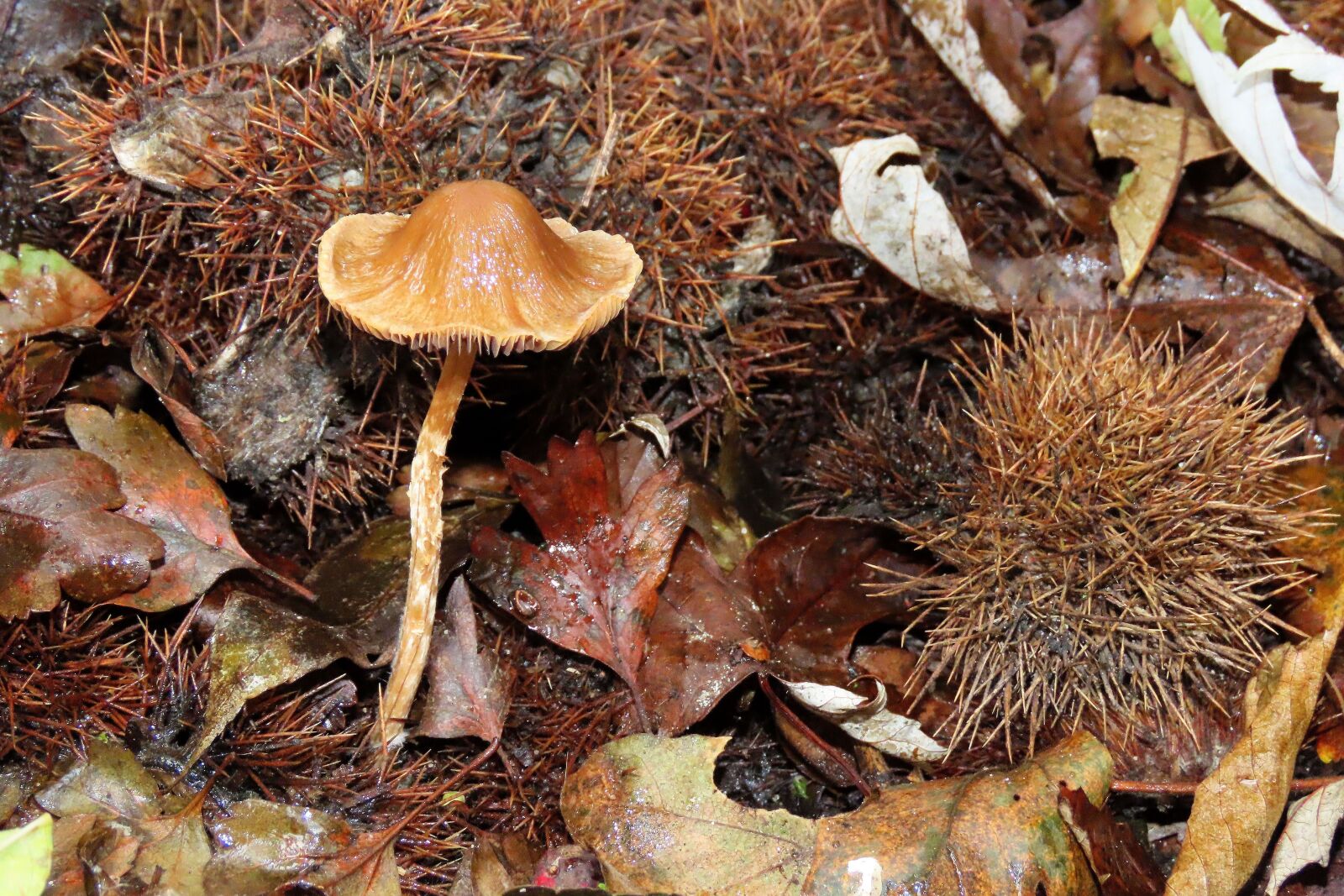 Canon PowerShot SX70 HS sample photo. Mushroom, fungi, forest photography