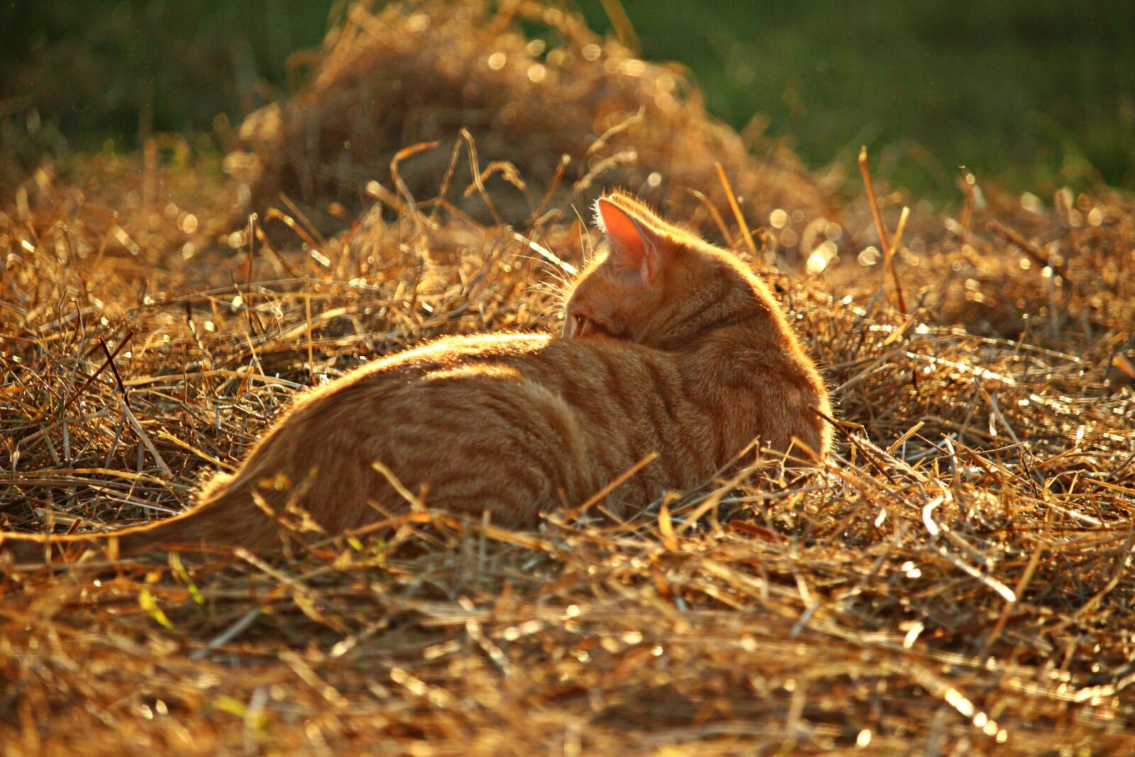 Canon EOS 100D (EOS Rebel SL1 / EOS Kiss X7) sample photo. Cat, mieze, kitten photography