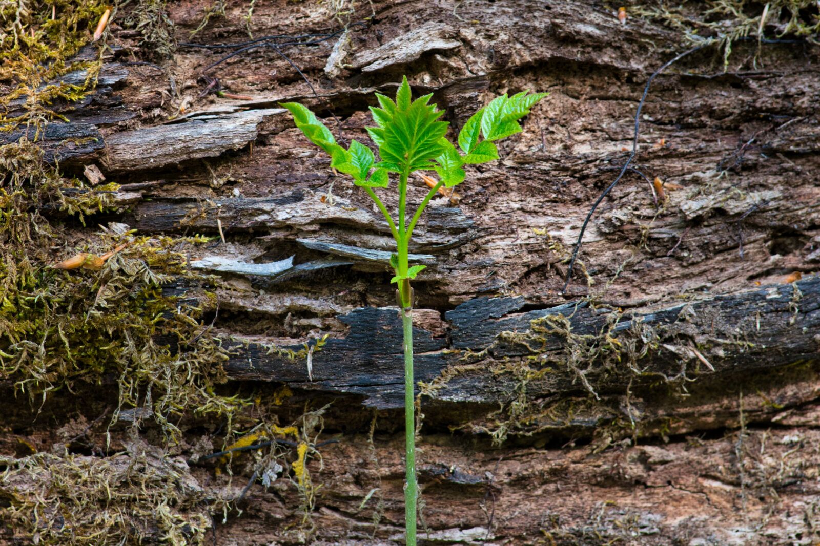 Nikon D7500 sample photo. Growth, spring, plant photography