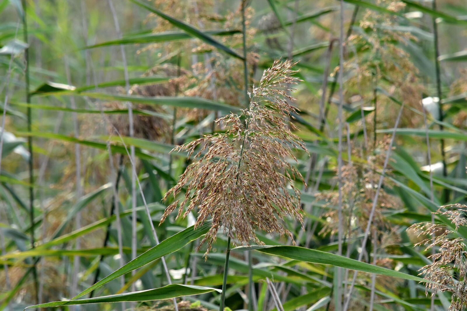 Nikon D5500 sample photo. Herb, plant, grass, nature photography