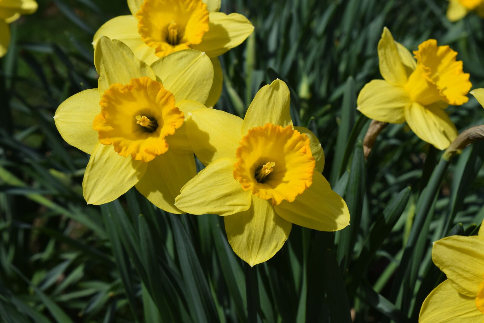 Nikon D5300 sample photo. Flowers, spring flowers, daffodils photography