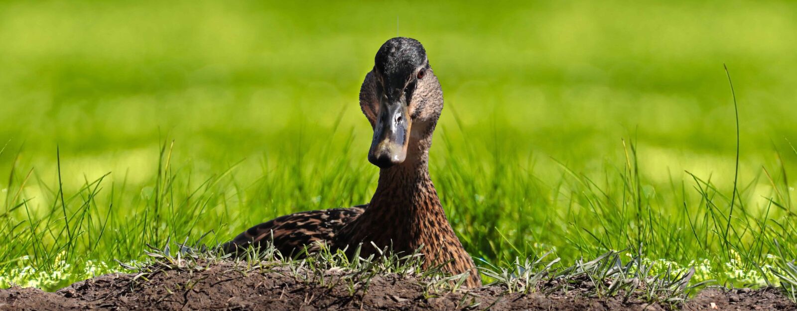 Canon EOS 80D sample photo. Nature, wildlife, grass, waterfowl photography