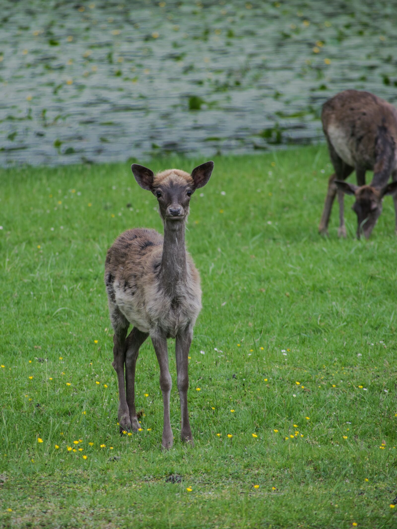 Nikon D5300 sample photo. Cub, fallow deer, park photography