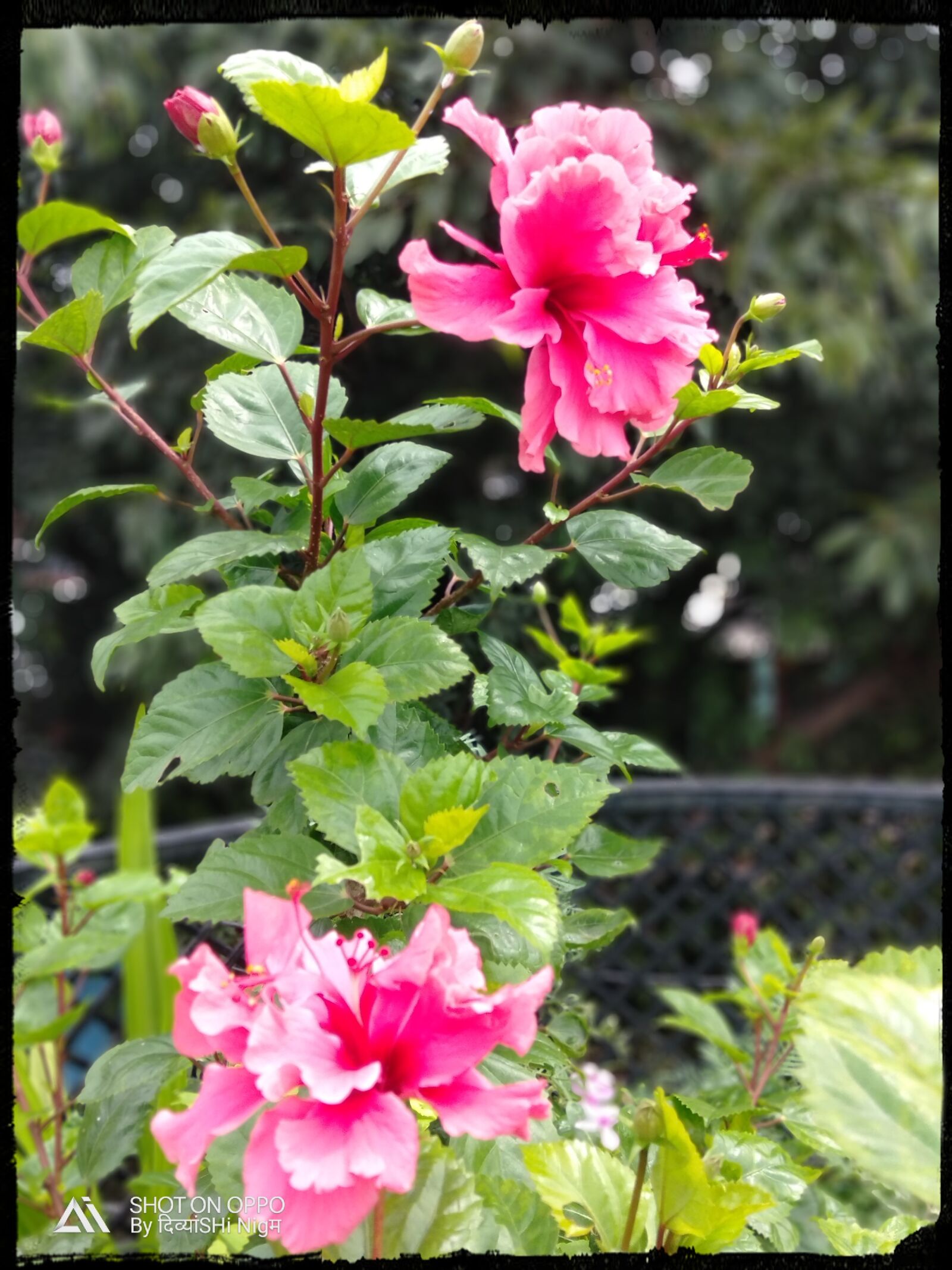 OPPO A7 sample photo. Hibiscus, plant body, beautiful photography