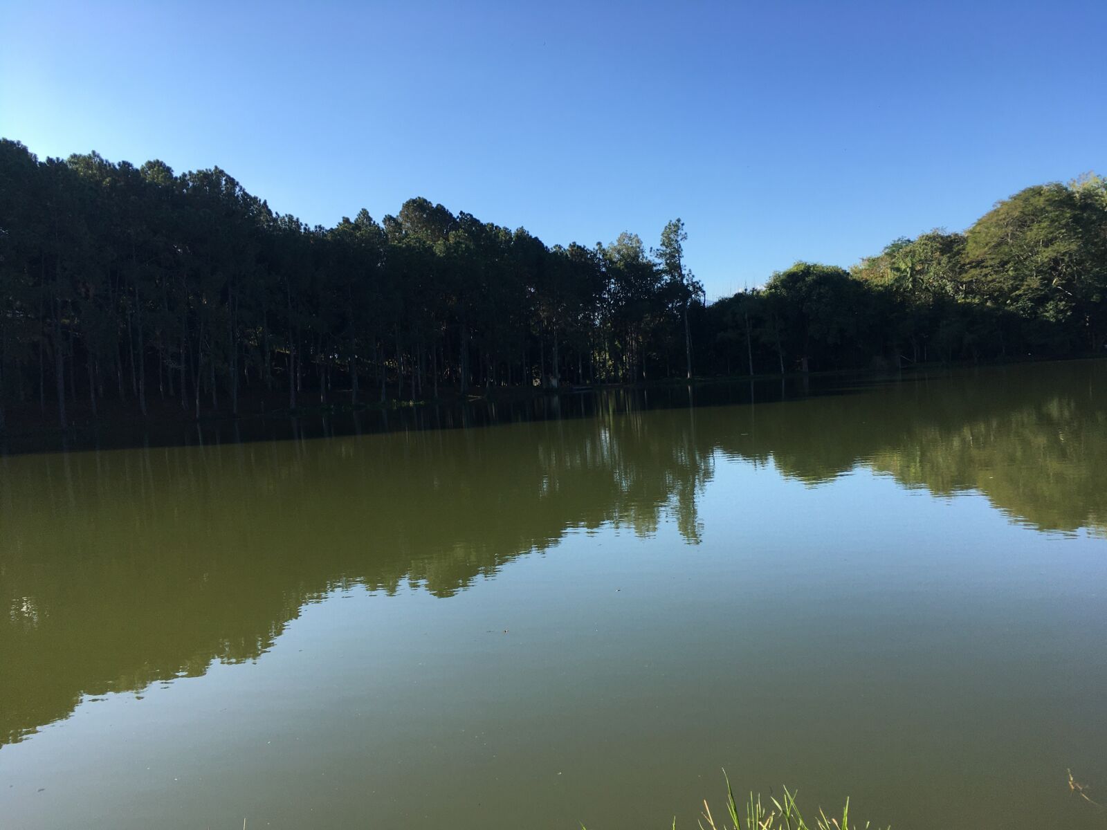 iPhone SE back camera 4.15mm f/2.2 sample photo. Nature, lake, pond photography