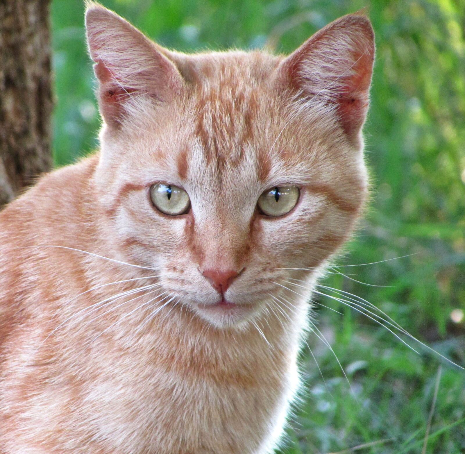 Canon PowerShot SX400 IS sample photo. Cats, ginger cats, pet photography