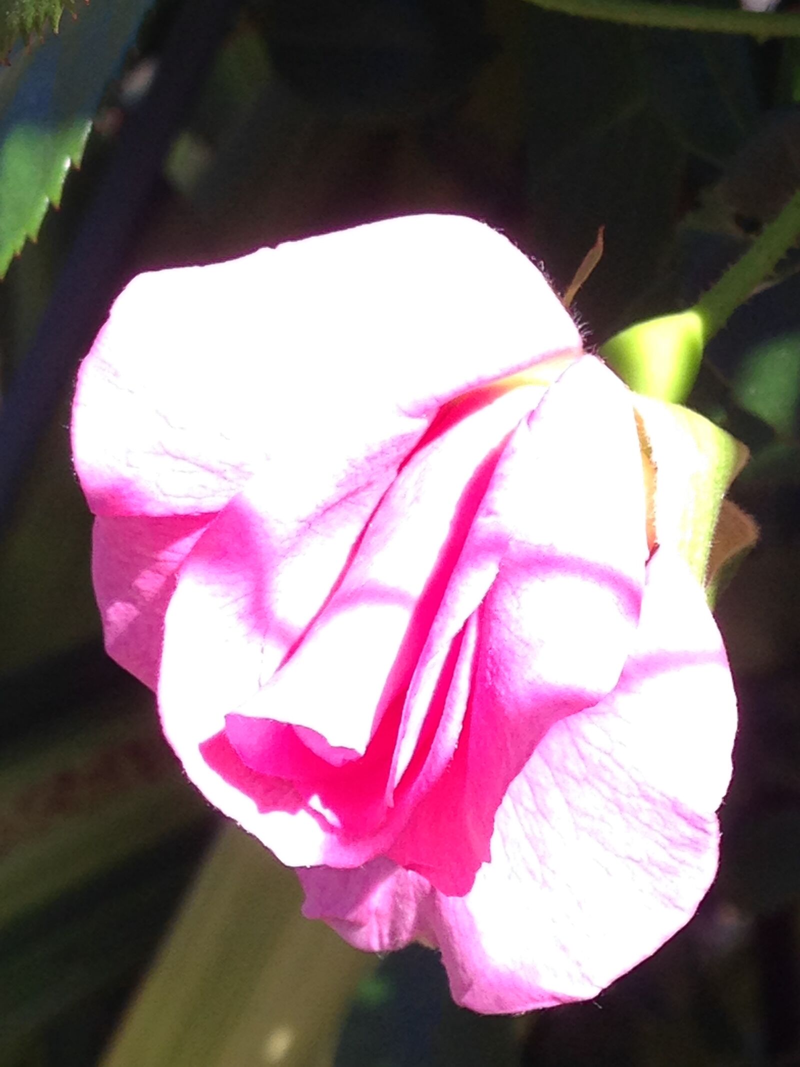 iPhone 5c back camera 4.12mm f/2.4 sample photo. Flower, pink, rosebuds photography