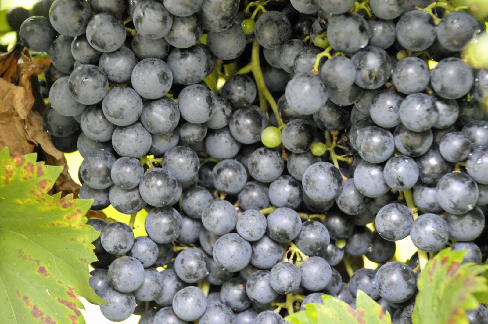Nikon D300 sample photo. Grapes, wine, vineyard photography
