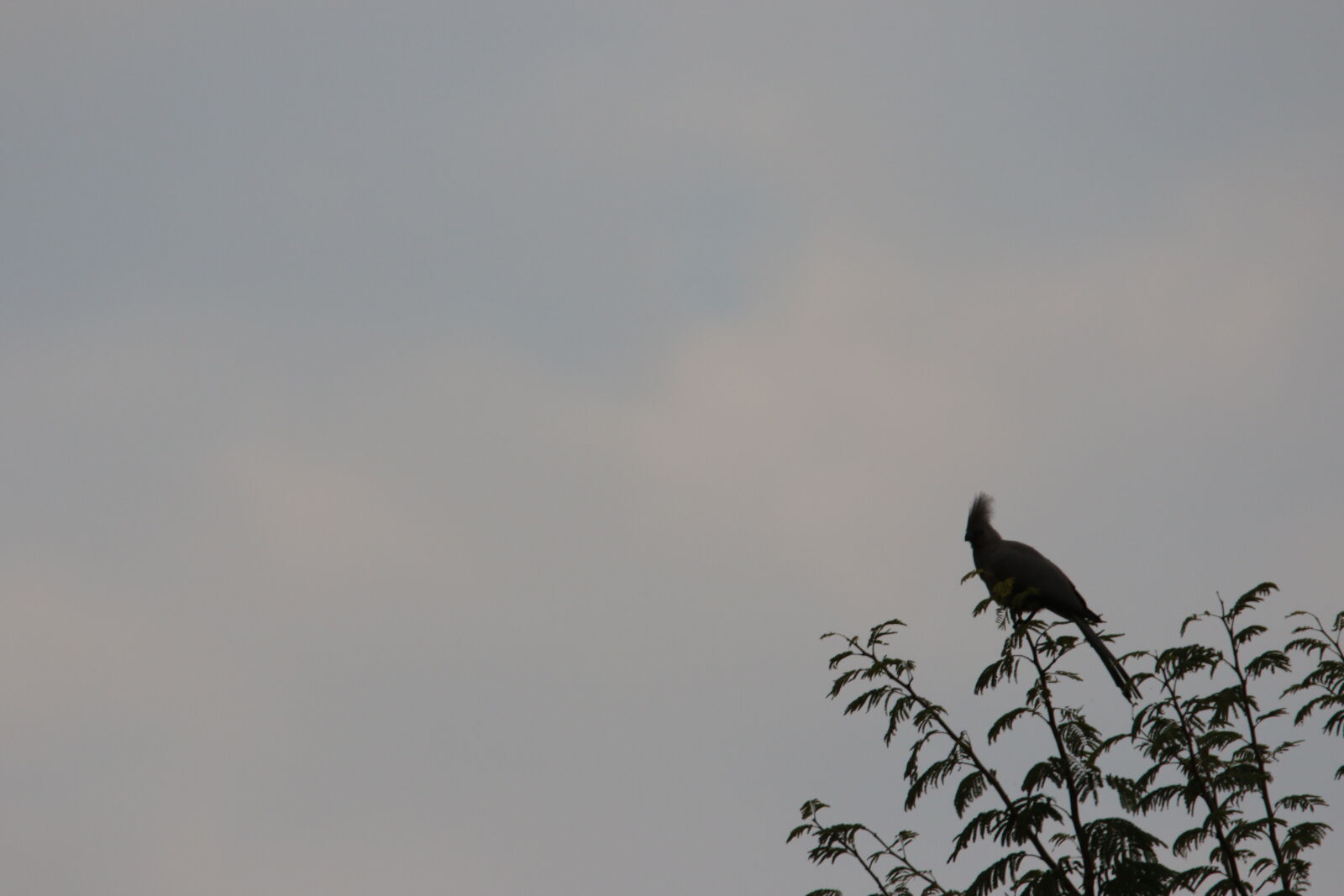 Canon EOS 7D Mark II sample photo. Bird, clouds, outside, silhoutte photography