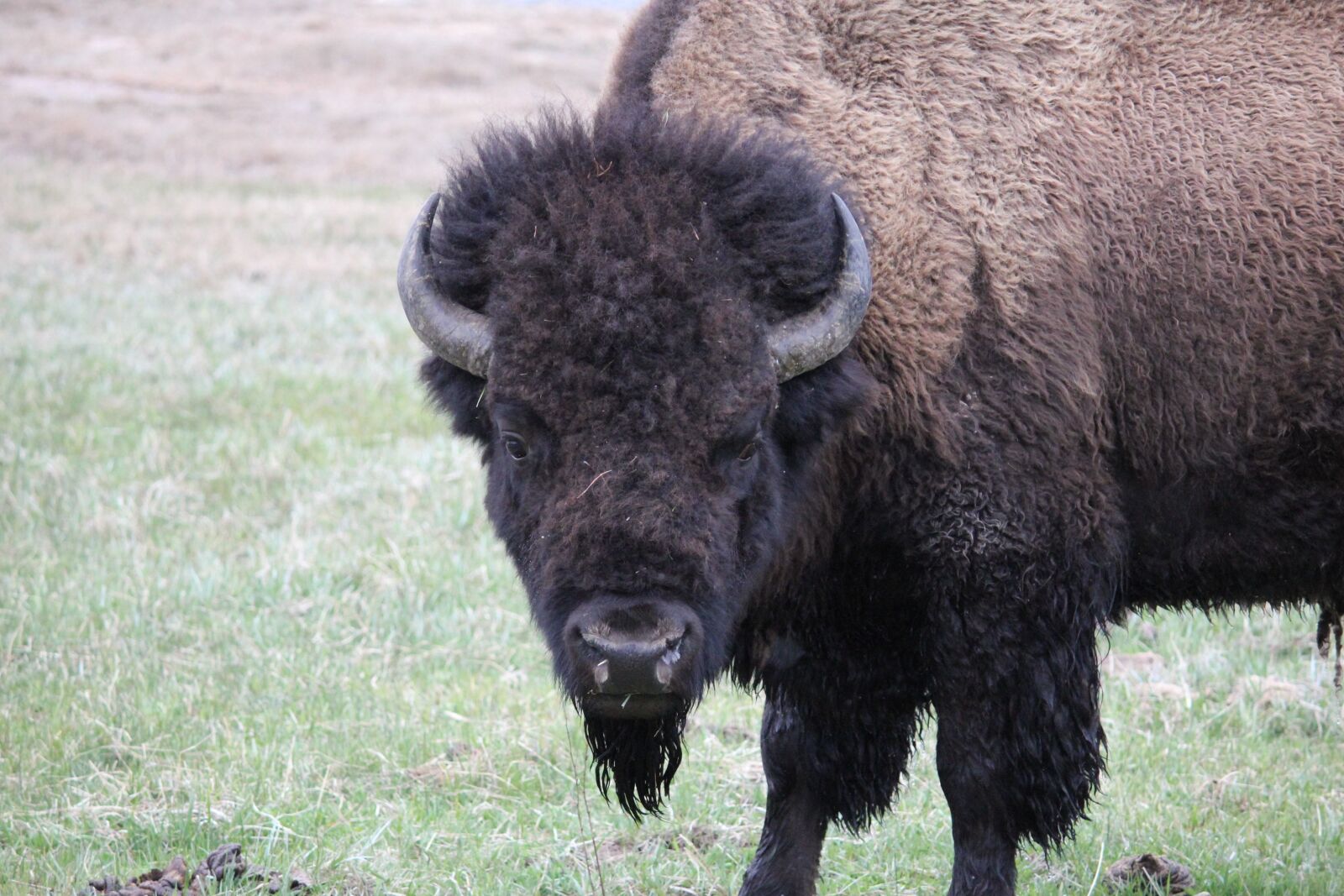 Canon EOS 550D (EOS Rebel T2i / EOS Kiss X4) sample photo. Animals, bison, spring photography