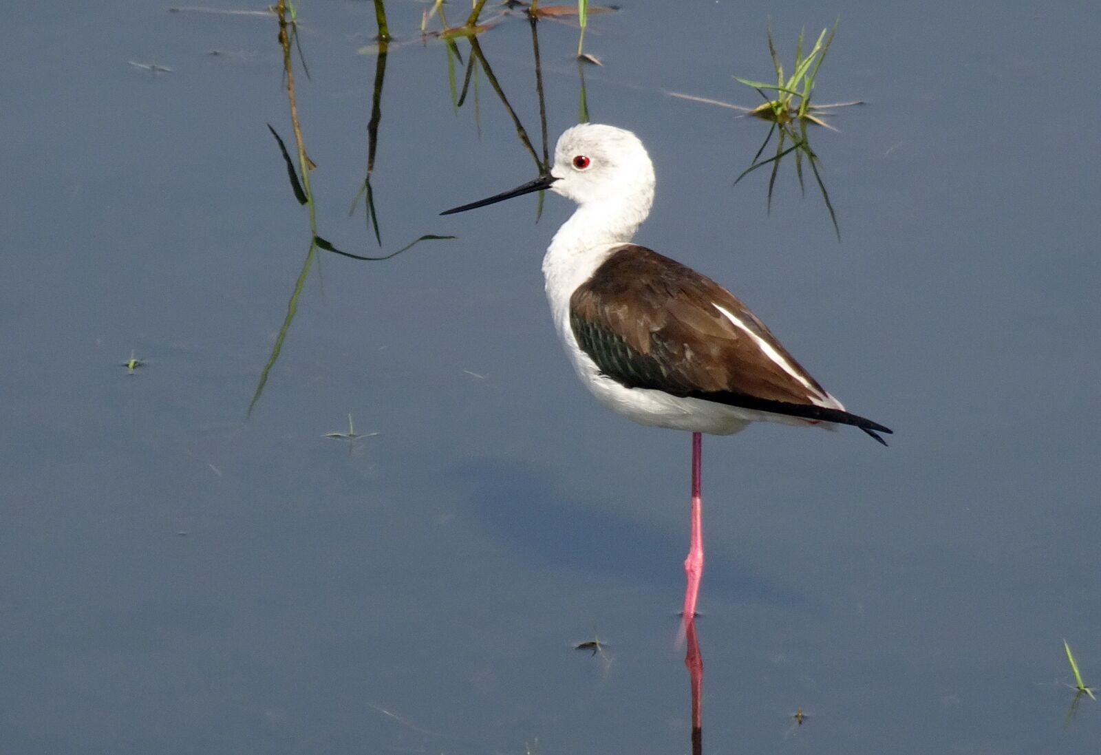 Sony Cyber-shot DSC-HX90V sample photo. Bird, black-winged stilt, common photography