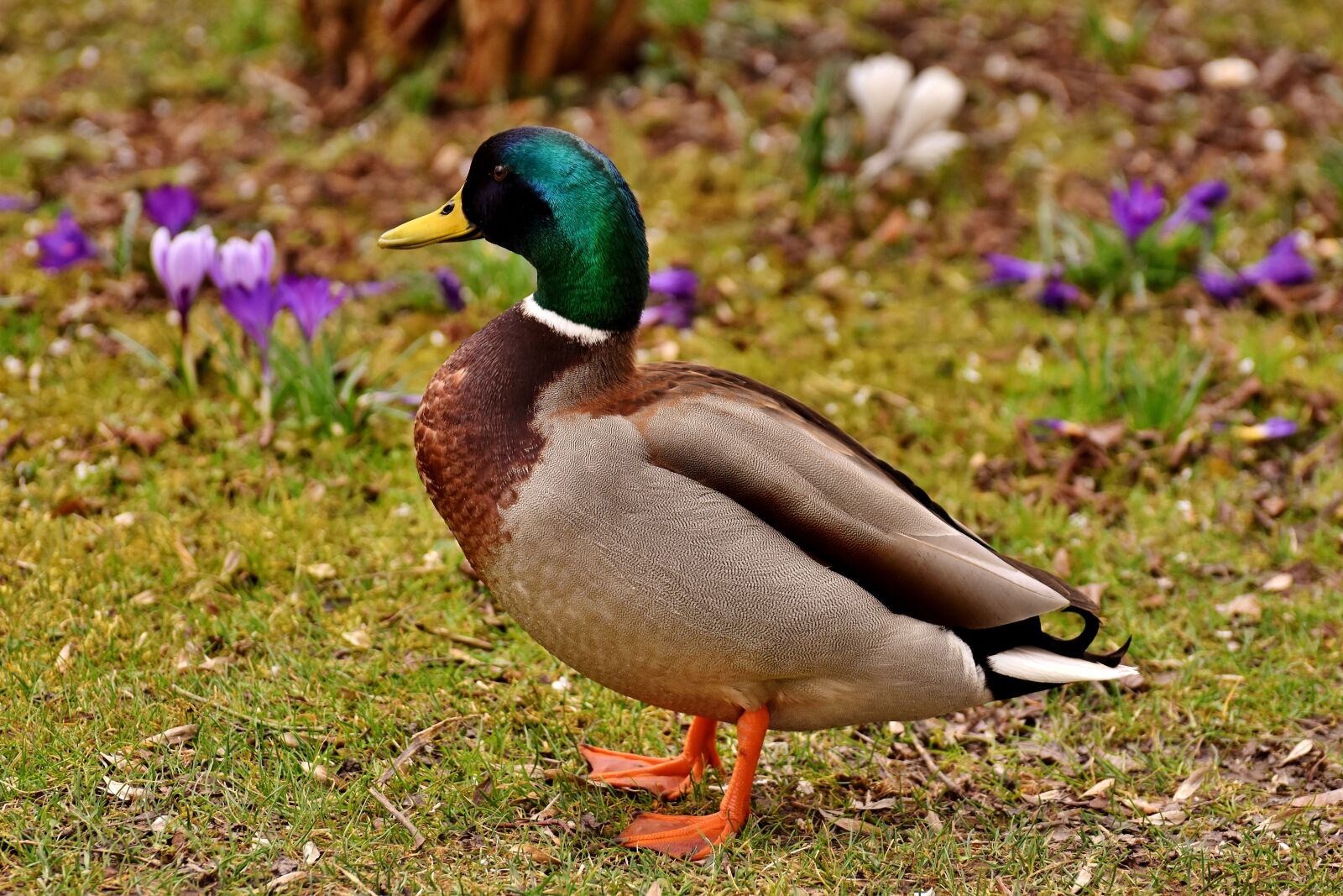 Nikon D7200 sample photo. Mallard, drake, colorful photography