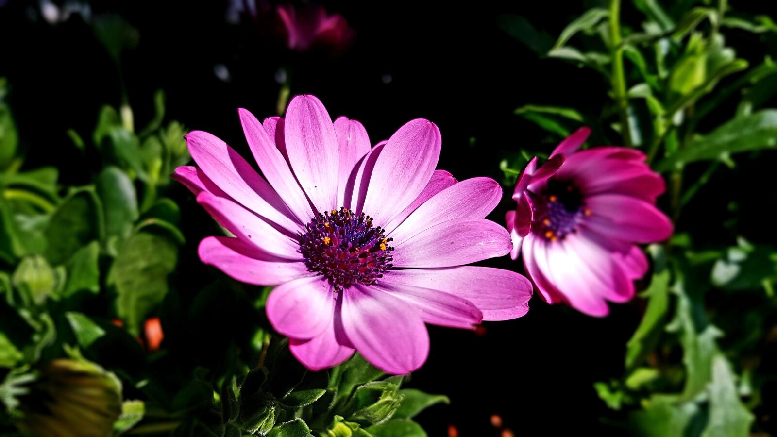 Samsung Galaxy S7 Edge sample photo. Blossom, bloom, pink photography
