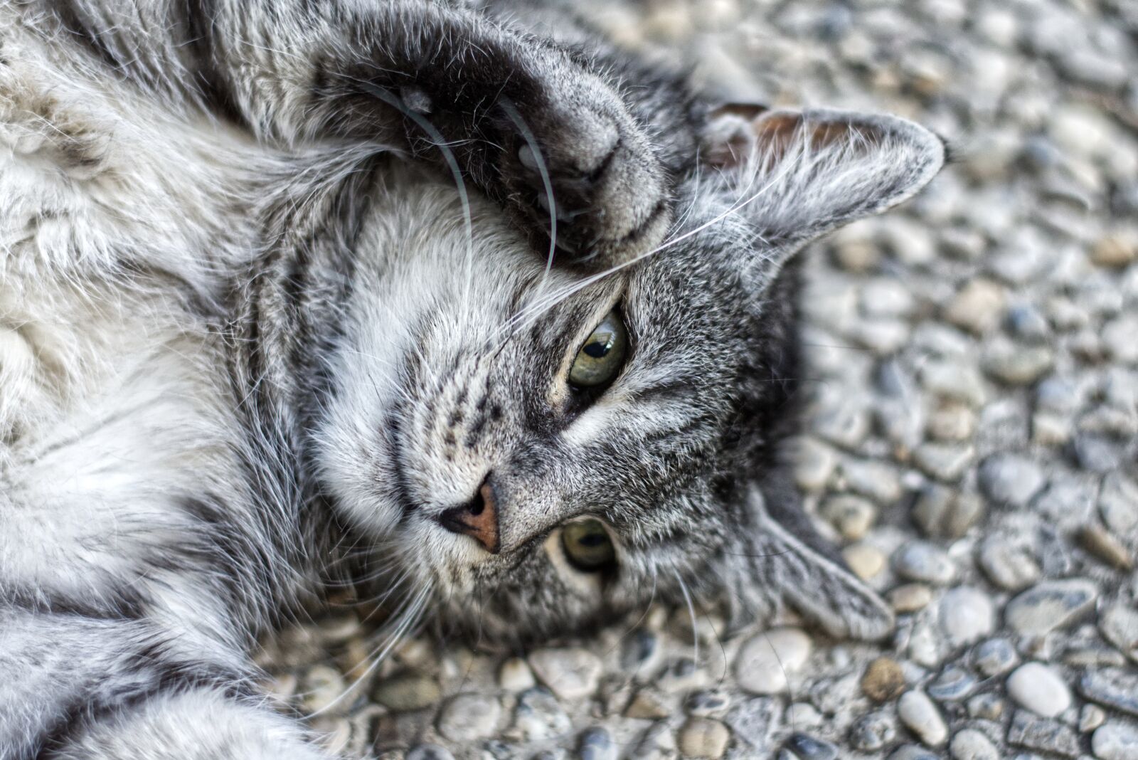Nikon D7200 sample photo. Cat, satisfied, lying photography