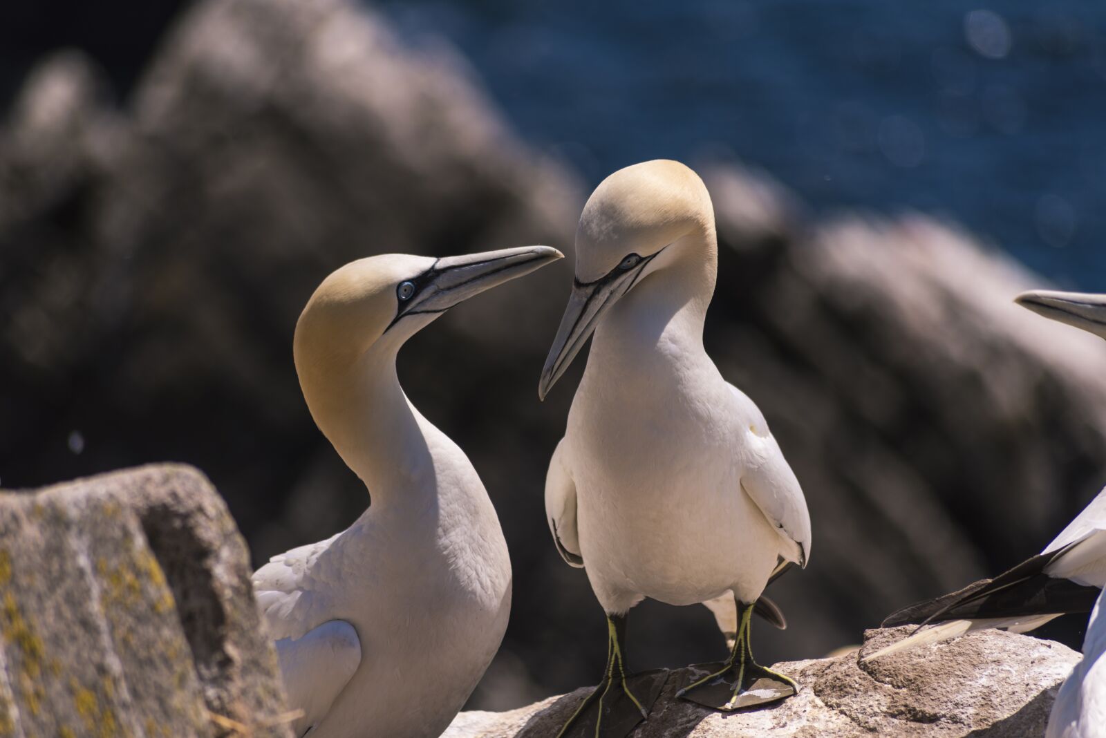 Nikon D810 sample photo. Gannets, birds, idiot photography
