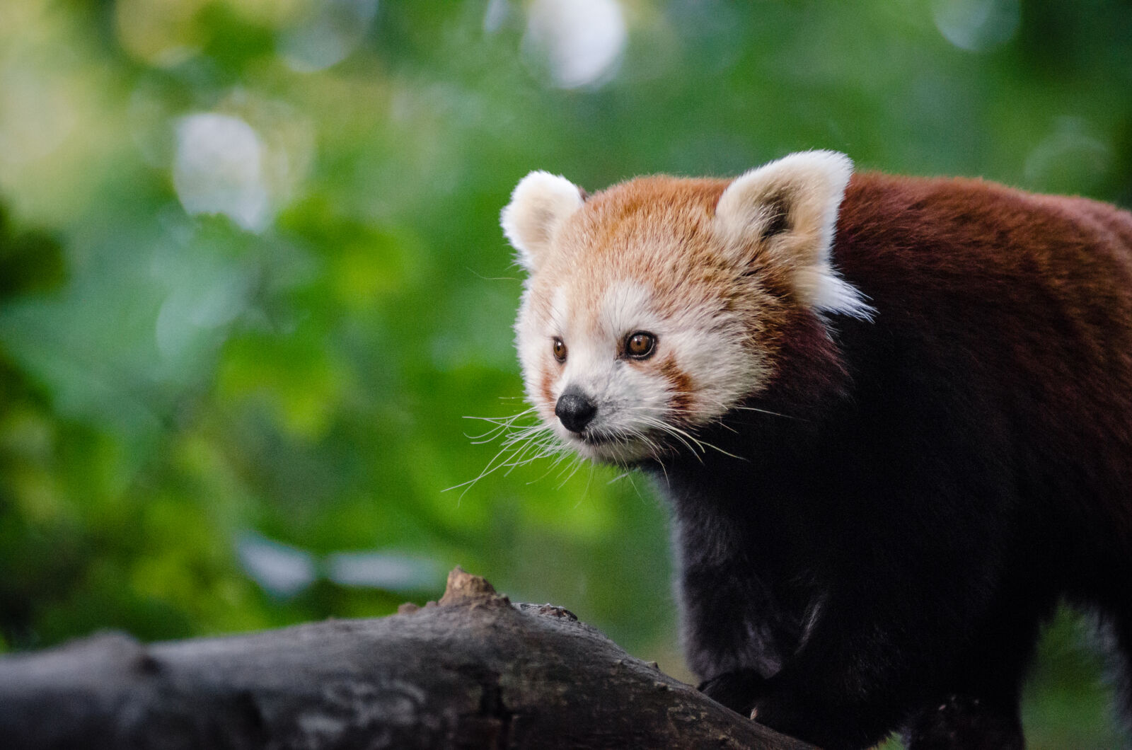 AF Zoom-Nikkor 80-200mm f/2.8 ED sample photo