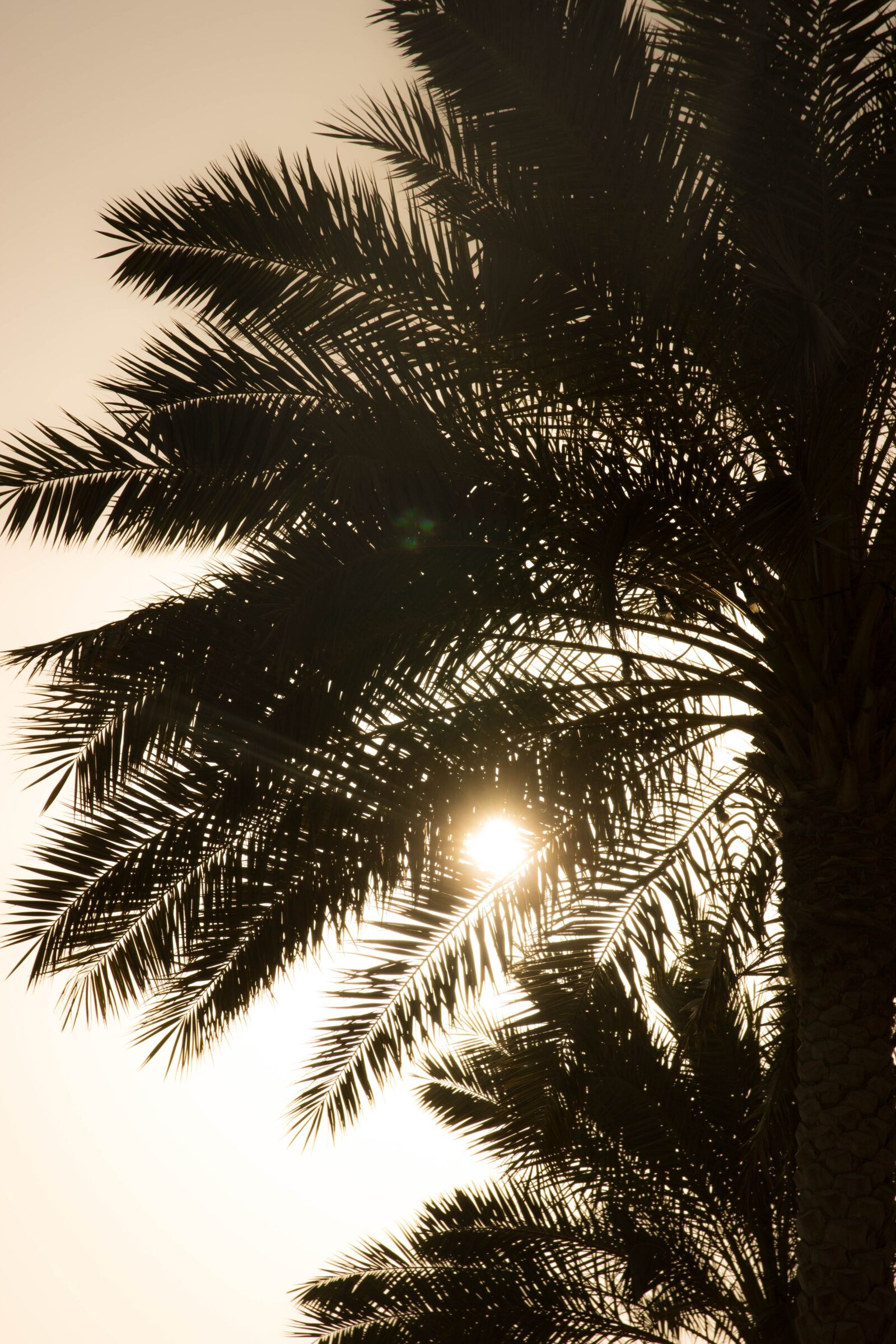 Canon EOS 600D (Rebel EOS T3i / EOS Kiss X5) sample photo. Palm, evening sky, setting photography