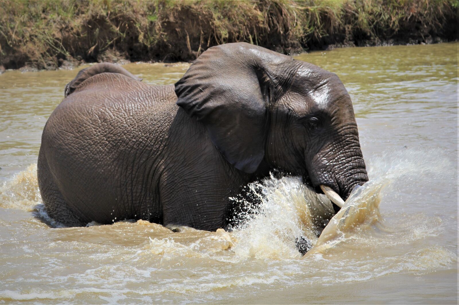 Canon EOS 60D + Canon EF 24-105mm F4L IS USM sample photo. African, elephant, water photography