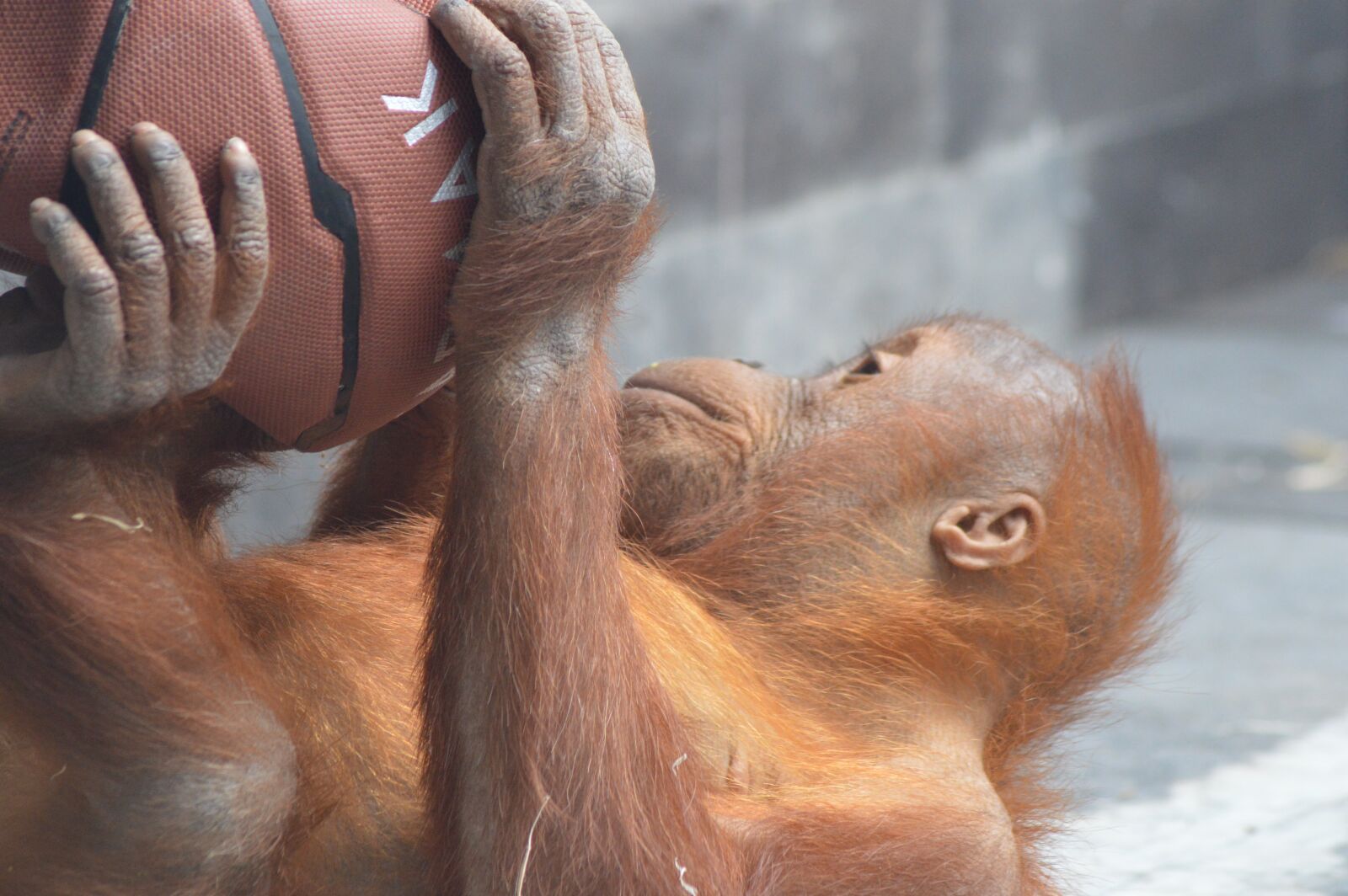 Nikon D3200 sample photo. Baby, monkey, orangutan photography