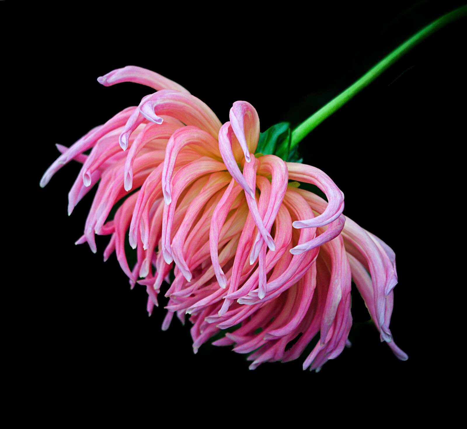 Canon EOS 100D (EOS Rebel SL1 / EOS Kiss X7) sample photo. Flower, black background, daisy photography