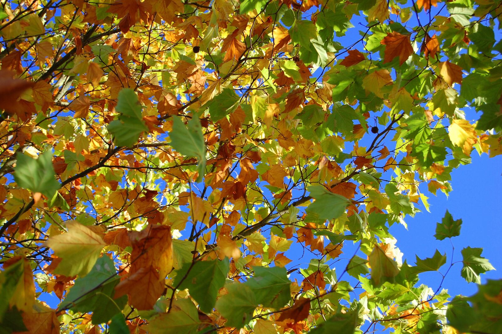 Nikon D40 sample photo. Autumn, leaves, tree photography