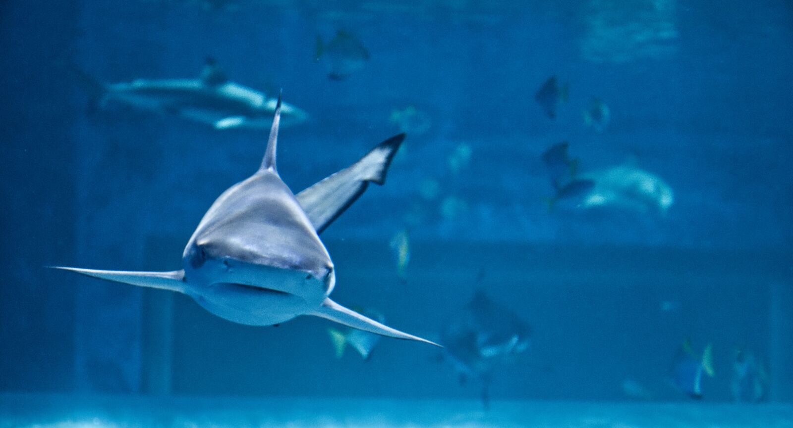 Nikon D7500 sample photo. Shark, fish, aquarium photography