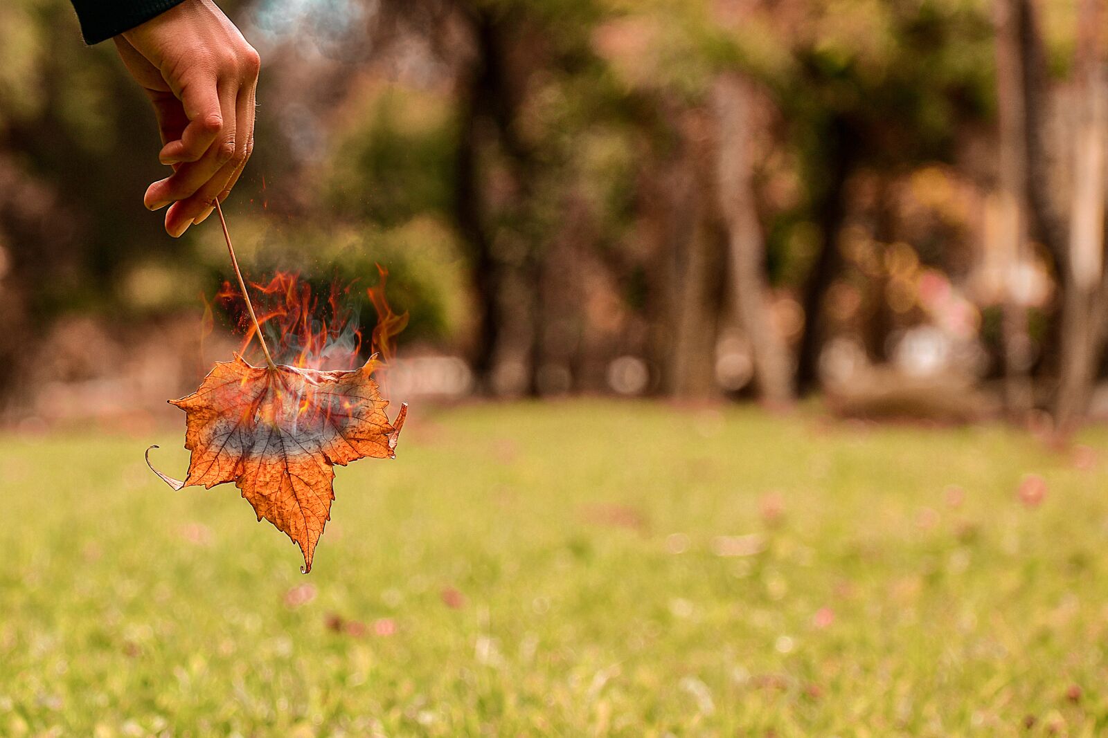 Nikon D3400 sample photo. Leaf, fire, berries photography