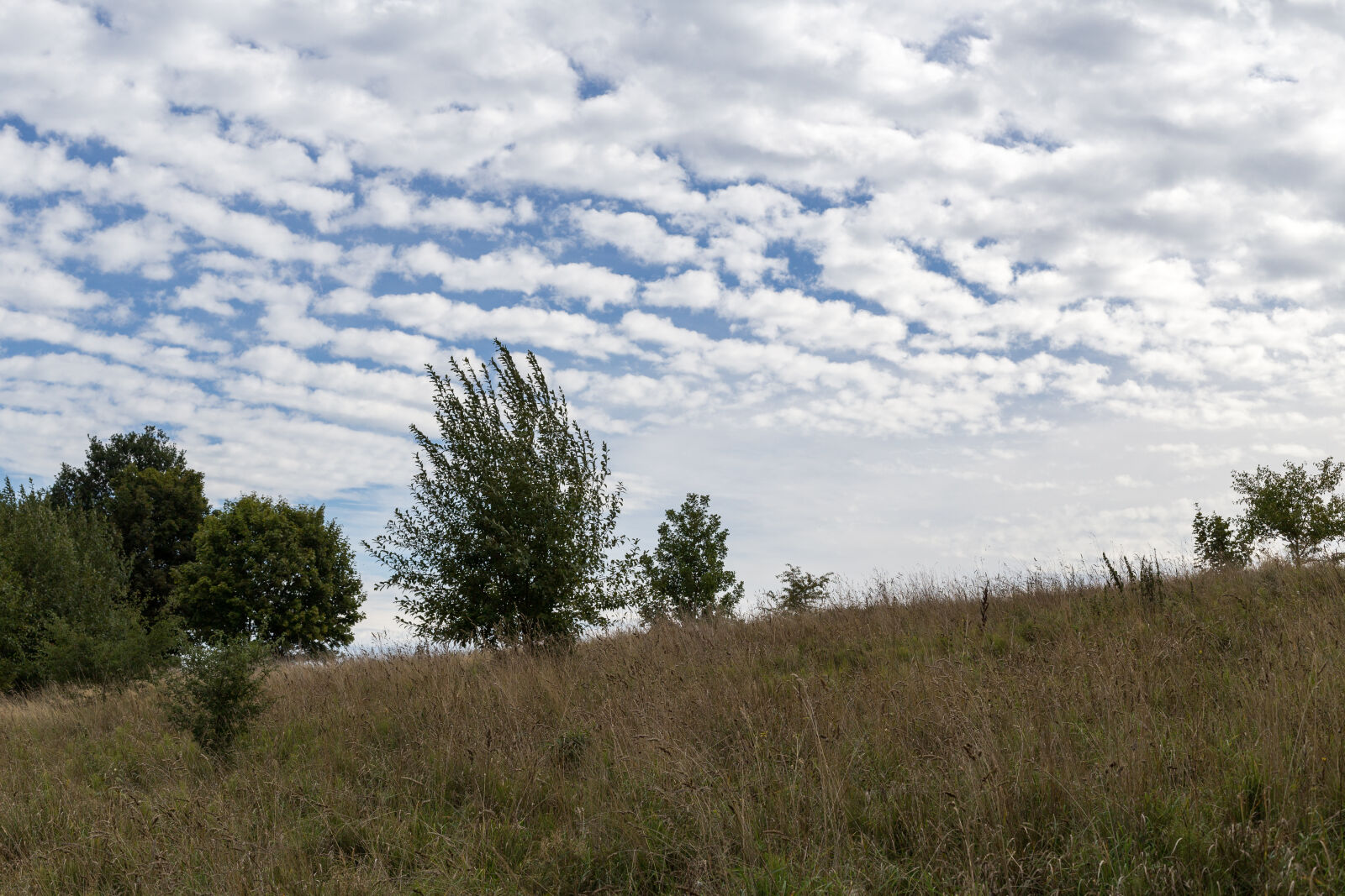 Canon EOS 6D + Canon EF 50mm F1.4 USM sample photo. Blue, cloud, clouds, green photography