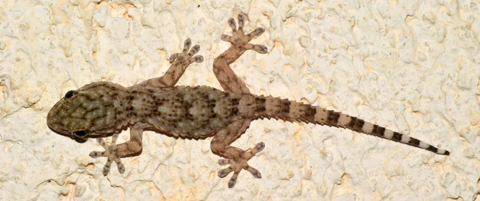 Nikon D3300 sample photo. Gecko, tarentola mauritanica, reptile photography