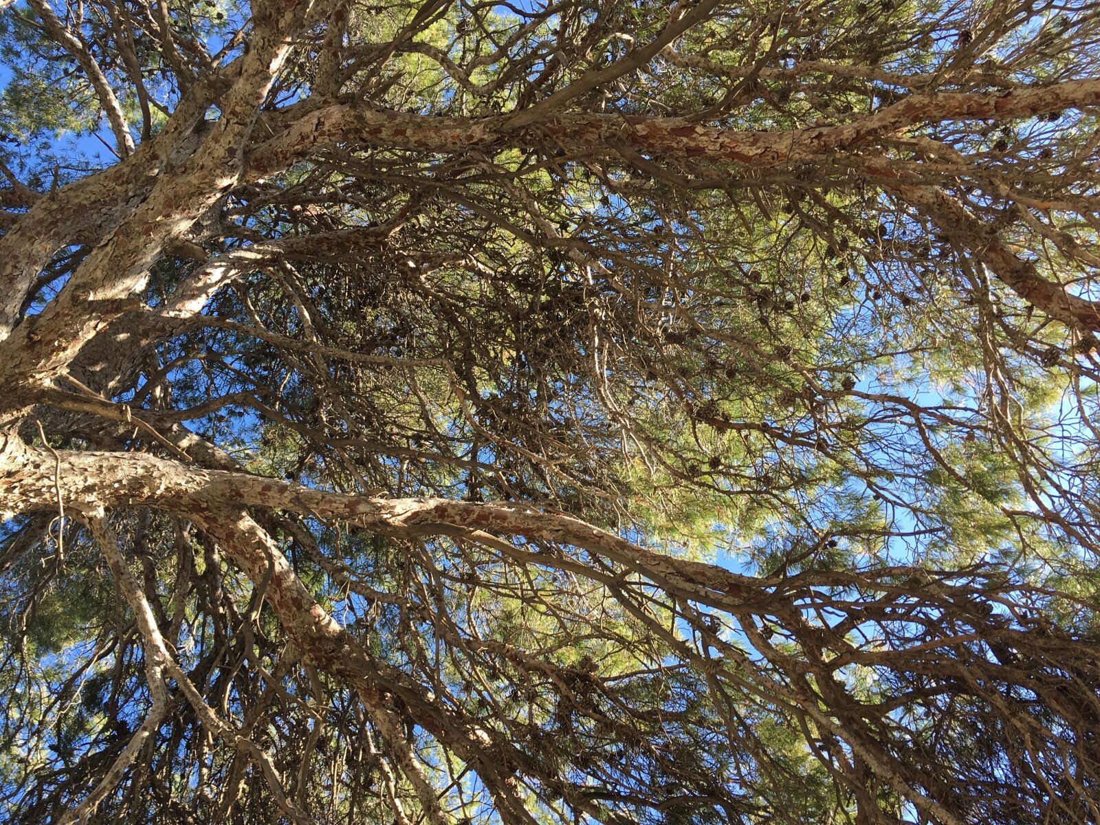 iPhone SE back camera 4.15mm f/2.2 sample photo. Tree, sky, nat photography