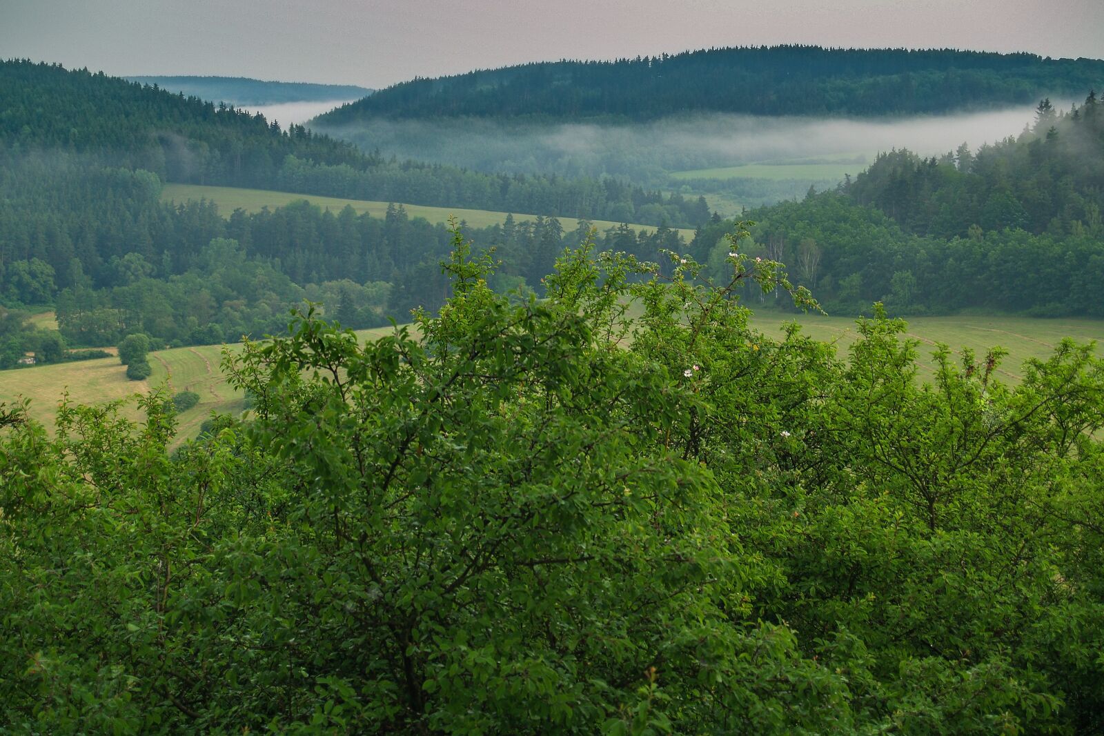 Olympus E-500 (EVOLT E-500) sample photo. Landscape, fog, nature photography