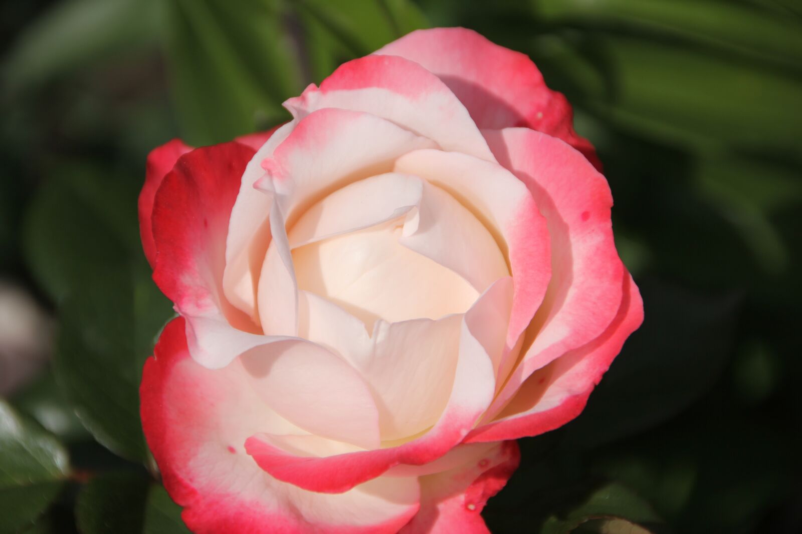 Canon EOS 60D sample photo. Rose, flower, pink and photography