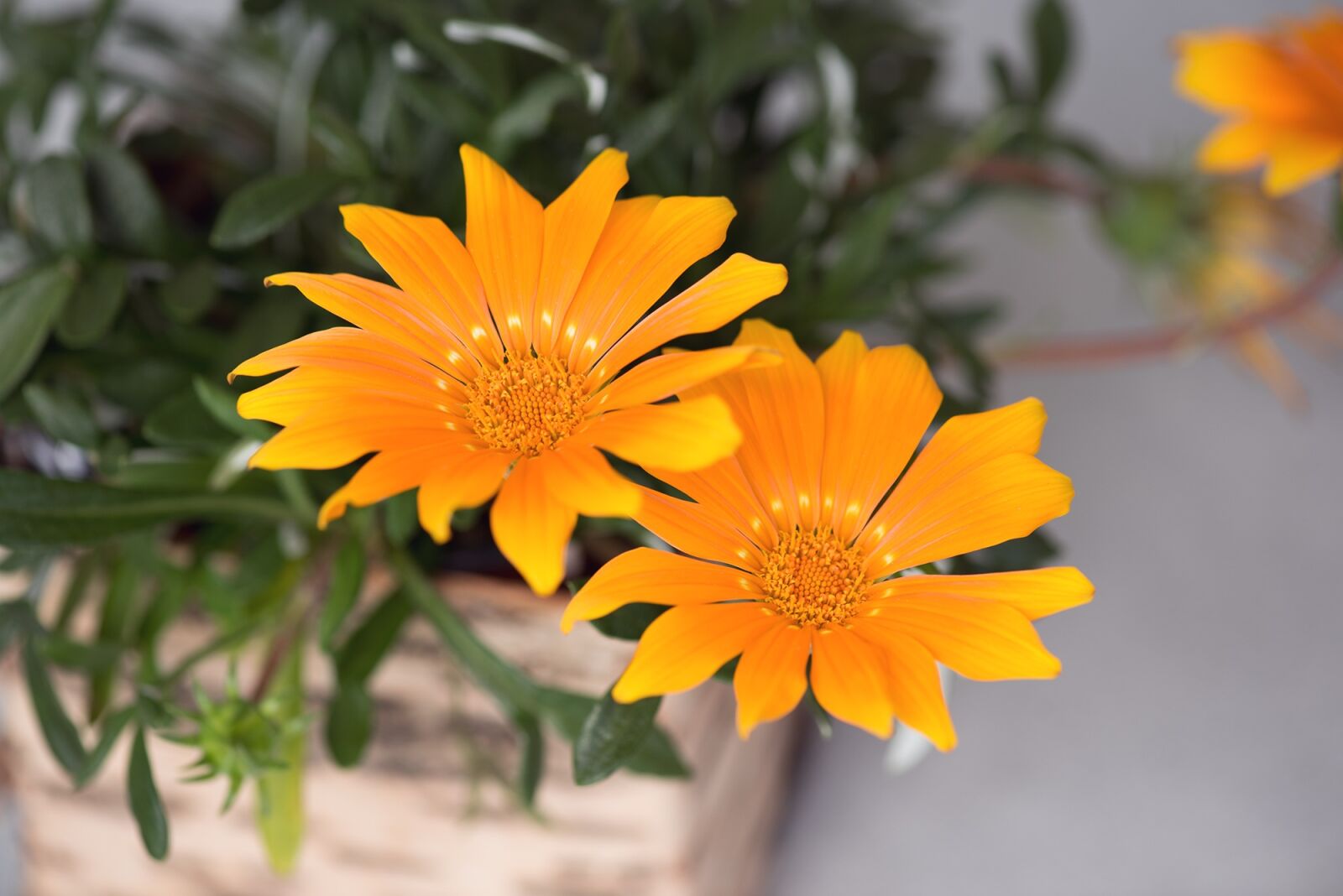 Nikon D750 sample photo. Flower, orange, orange flower photography