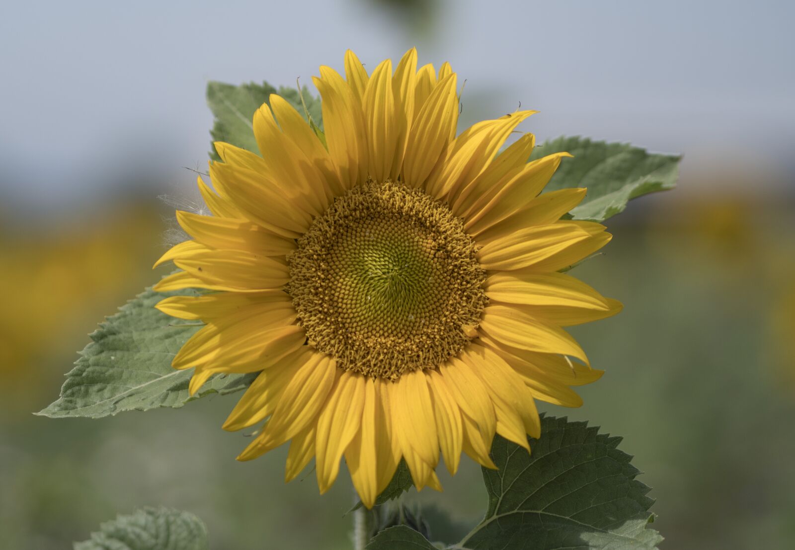 Panasonic Lumix DMC-GX8 + Olympus M.Zuiko Digital ED 75mm F1.8 sample photo. Sunflower, summer, color photography