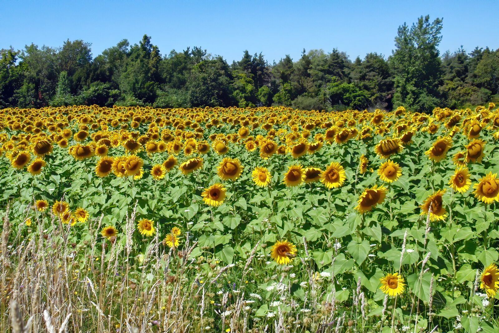 Olympus u1010,S1010 sample photo. Flowers, sunflowers, field photography