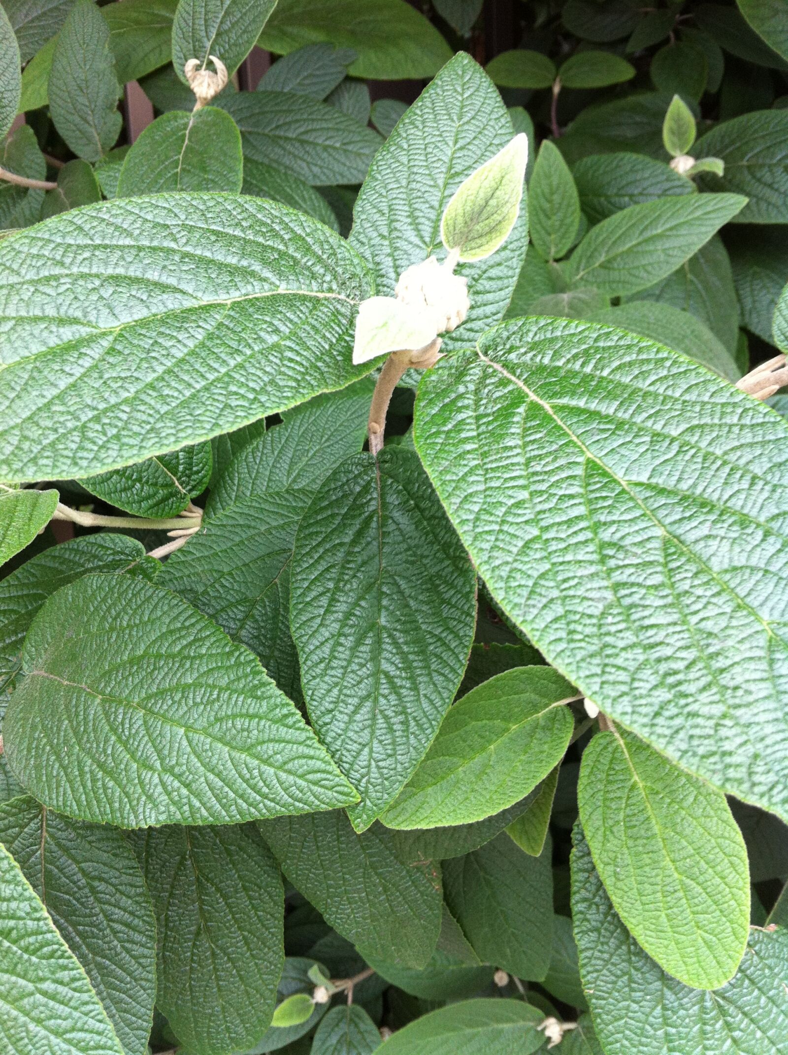 Apple iPhone 4 sample photo