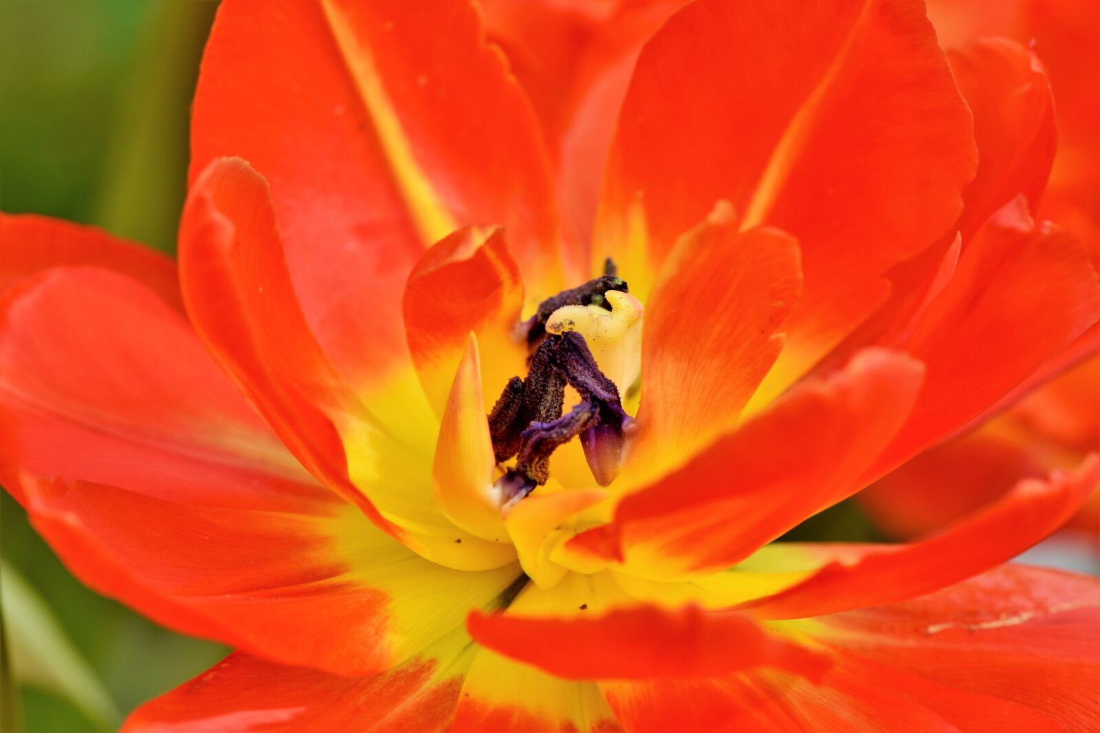 Nikon D7200 sample photo. Tulip, schnittblume, spring flowers photography