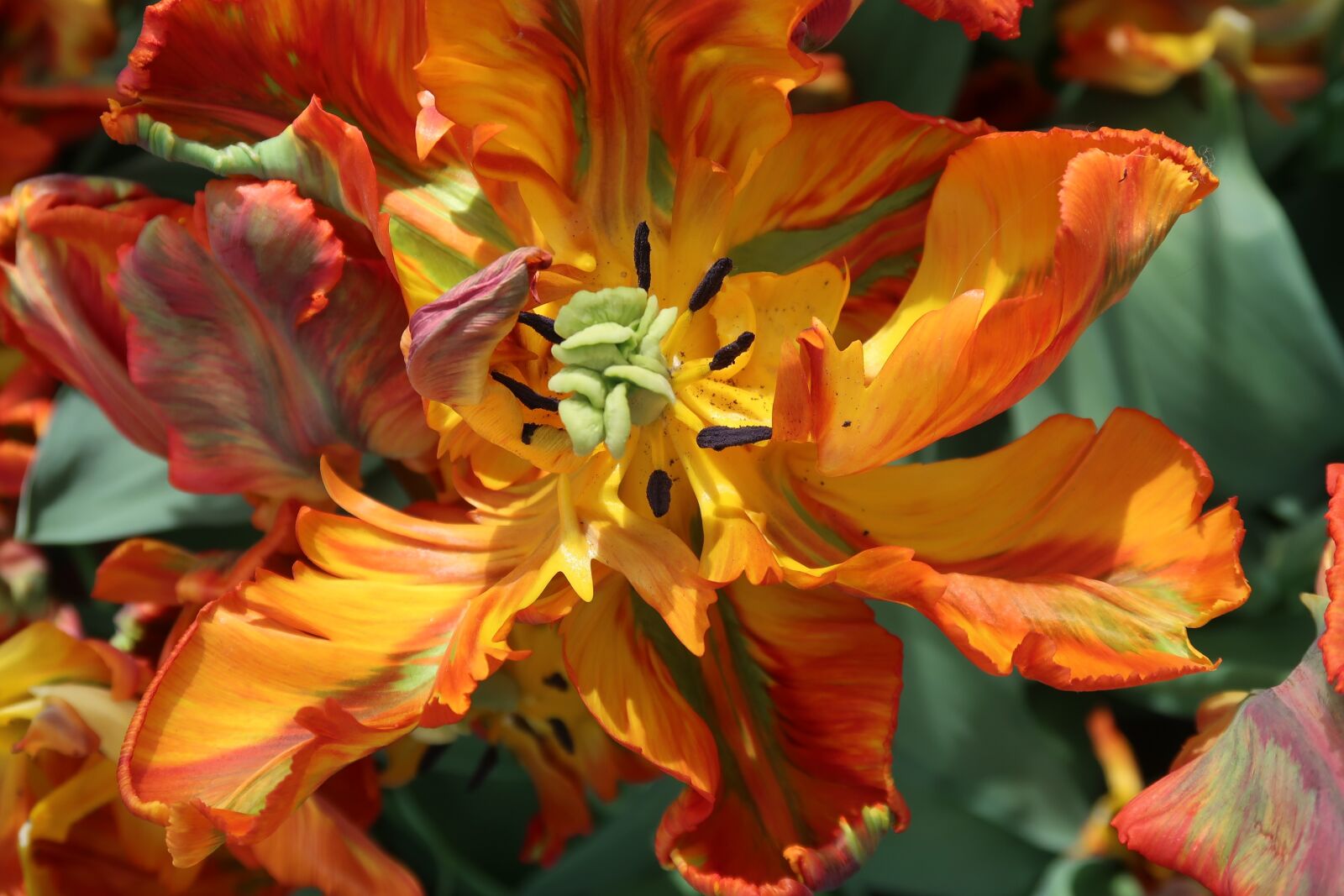 Canon PowerShot G7 X Mark II sample photo. Tulip, tulips, stamens photography
