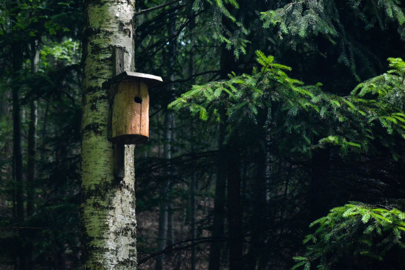Nikon D5200 sample photo. Forest, booth, birds photography
