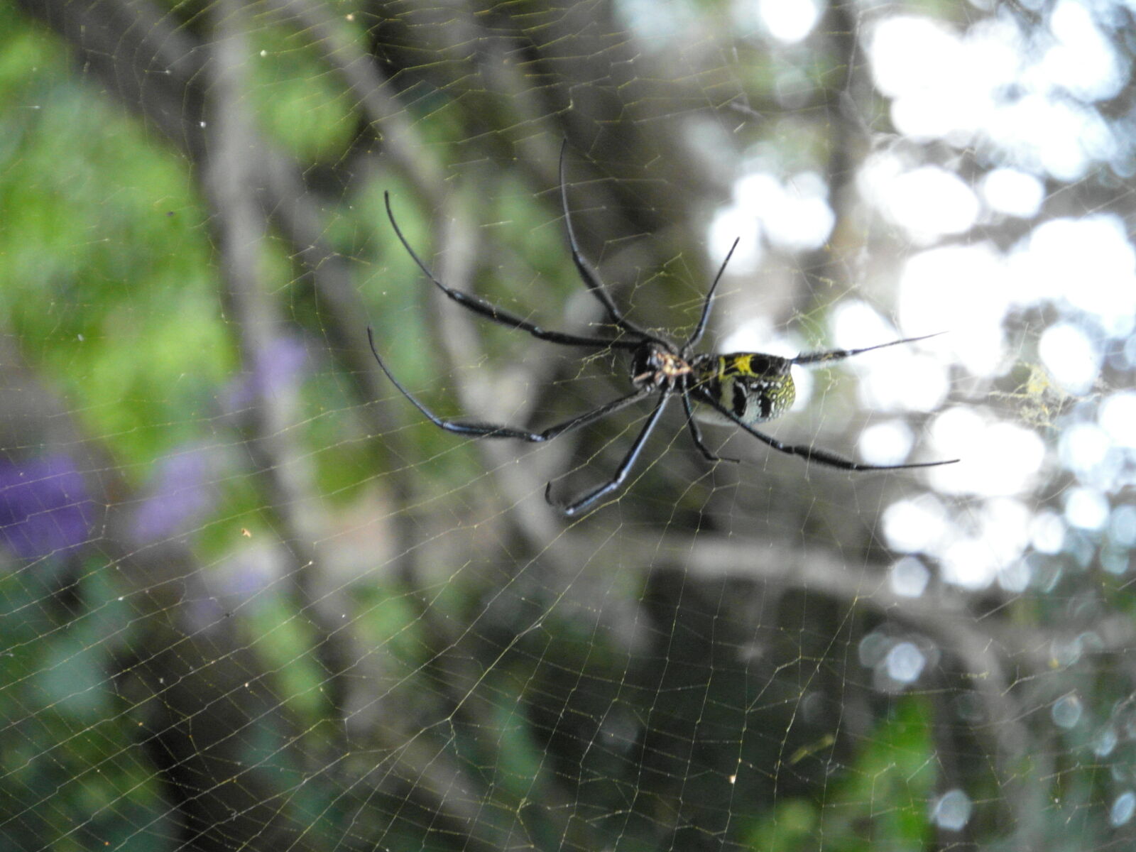 Samsung WB700 sample photo. Spider, in, golden, net photography