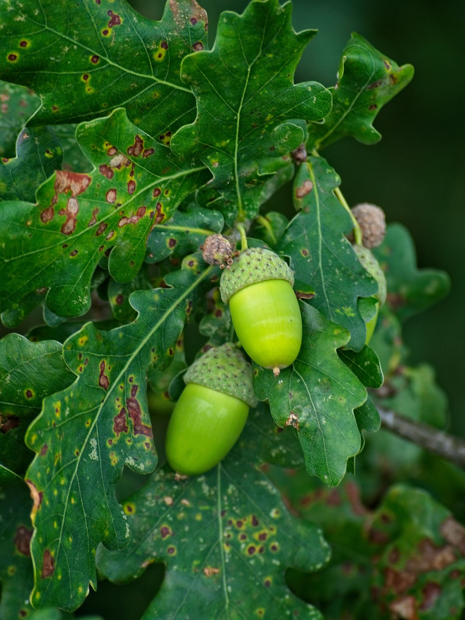 Nikon D7100 sample photo. Acorn, green, fruit photography