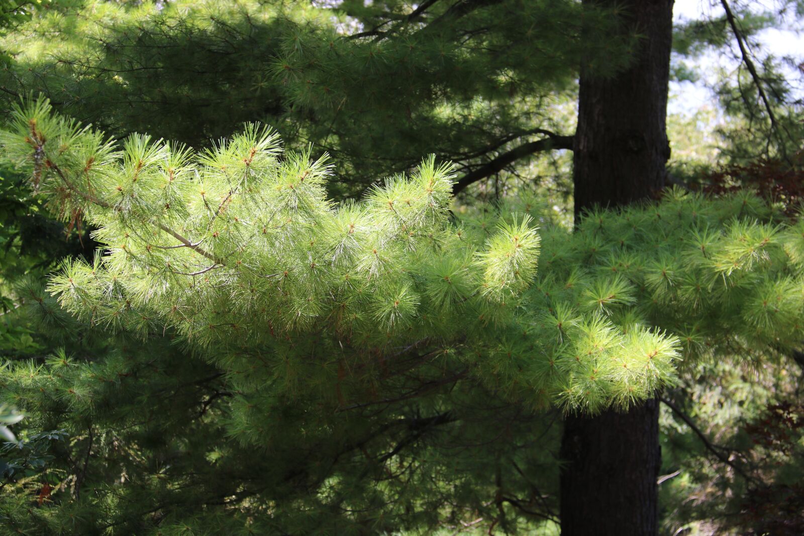 Canon EOS 750D (EOS Rebel T6i / EOS Kiss X8i) + Canon EF-S 18-200mm F3.5-5.6 IS sample photo. Tree, pine, green photography