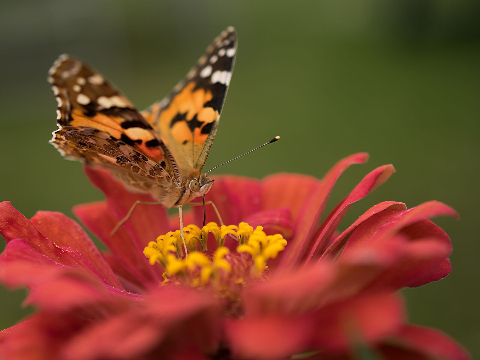 Nikon D3300 sample photo. Nature, butterfly, flower photography