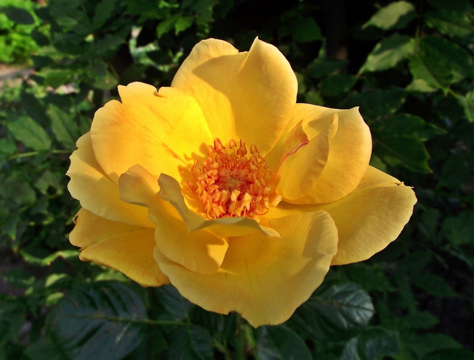 FujiFilm FinePix S1600 (FinePix S1770) sample photo. Flower, rose, yellow photography