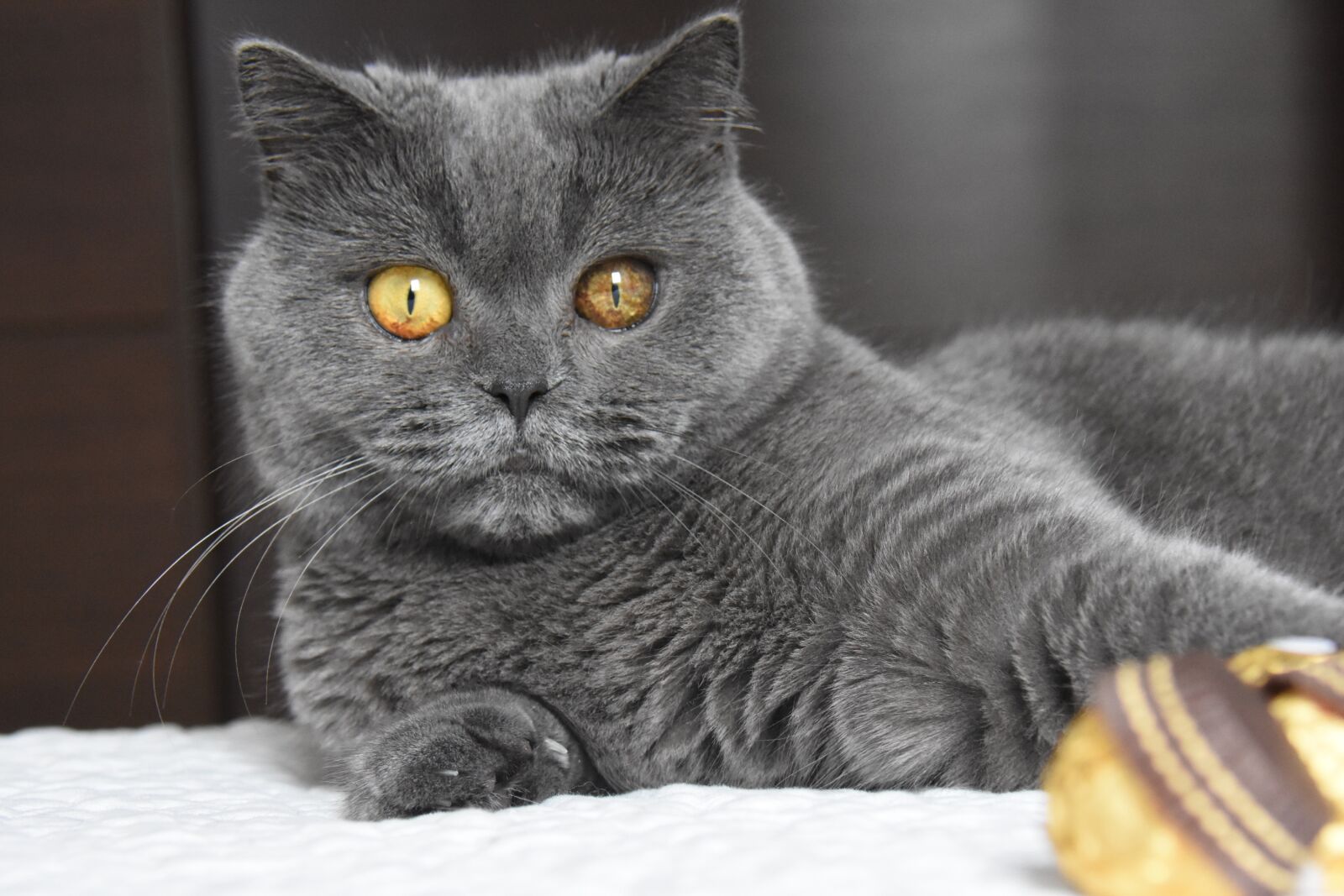Nikon D7200 sample photo. British shorthair, cat, pet photography