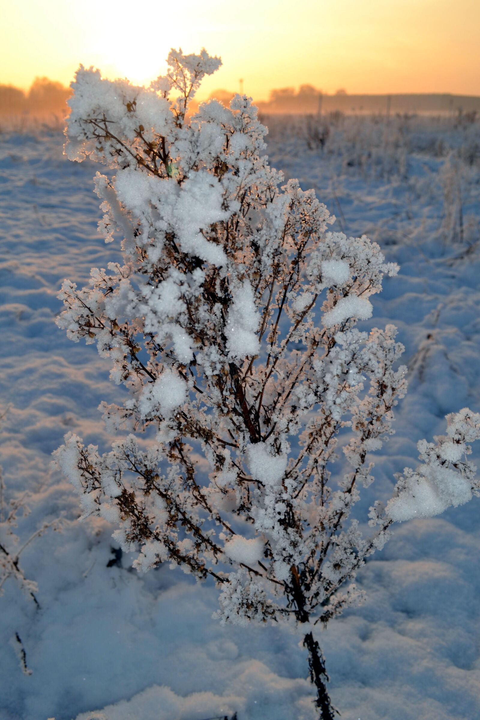 Nikon D3100 sample photo. Winter, snow, wintry photography