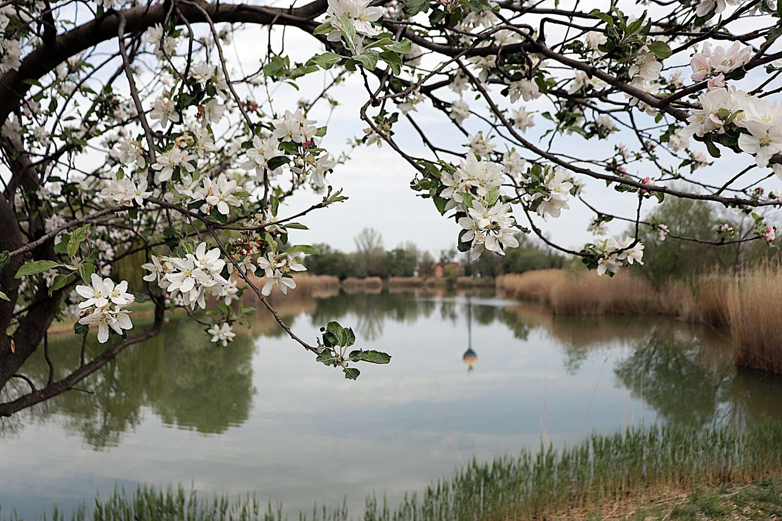 Canon EOS 200D (EOS Rebel SL2 / EOS Kiss X9) sample photo. Lake, apple tree, natural photography