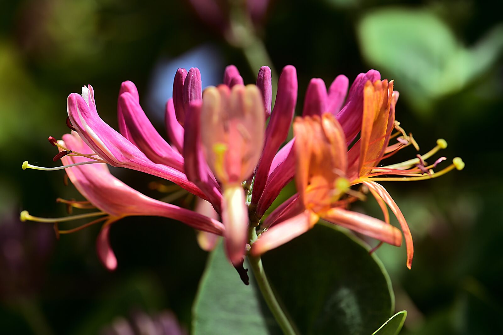 Nikon D4S sample photo. Honeysuckle, plant, flower photography