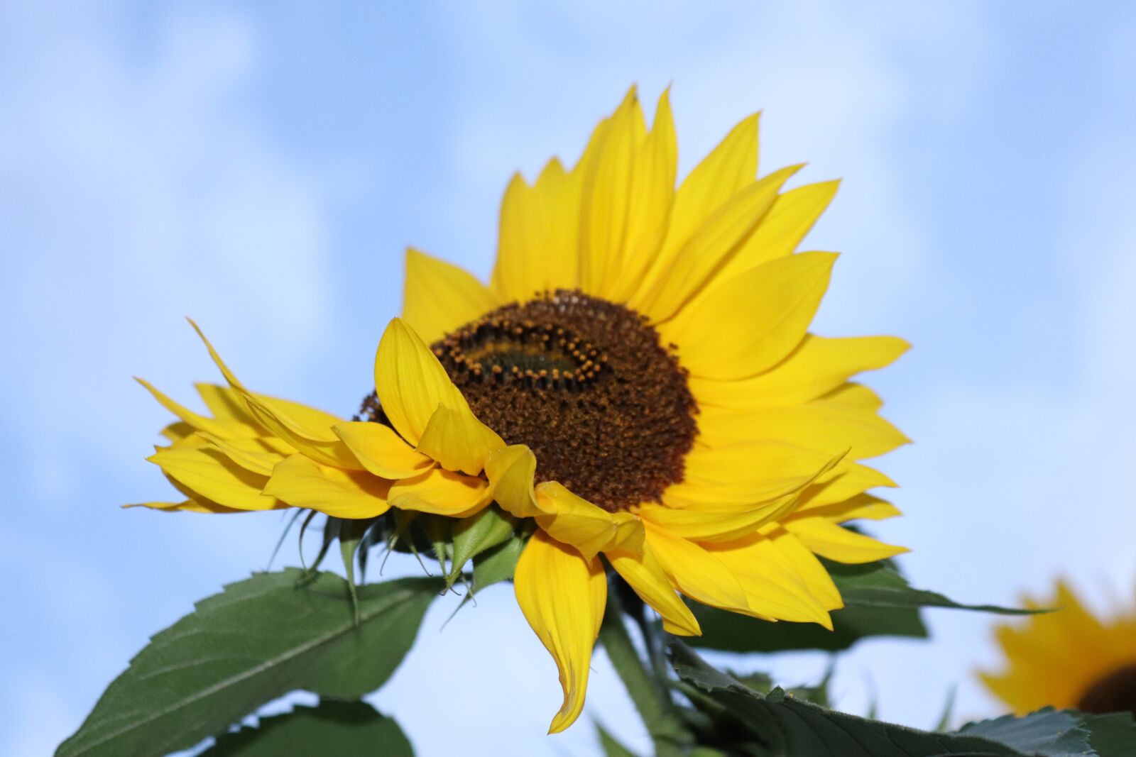 Canon EOS 200D (EOS Rebel SL2 / EOS Kiss X9) sample photo. Sunflower, sky, yellow photography